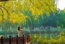 糖心vlog免费在线入口-探索生活的多彩瞬间，免费解锁糖心Vlog在线观赏的秘密通道
